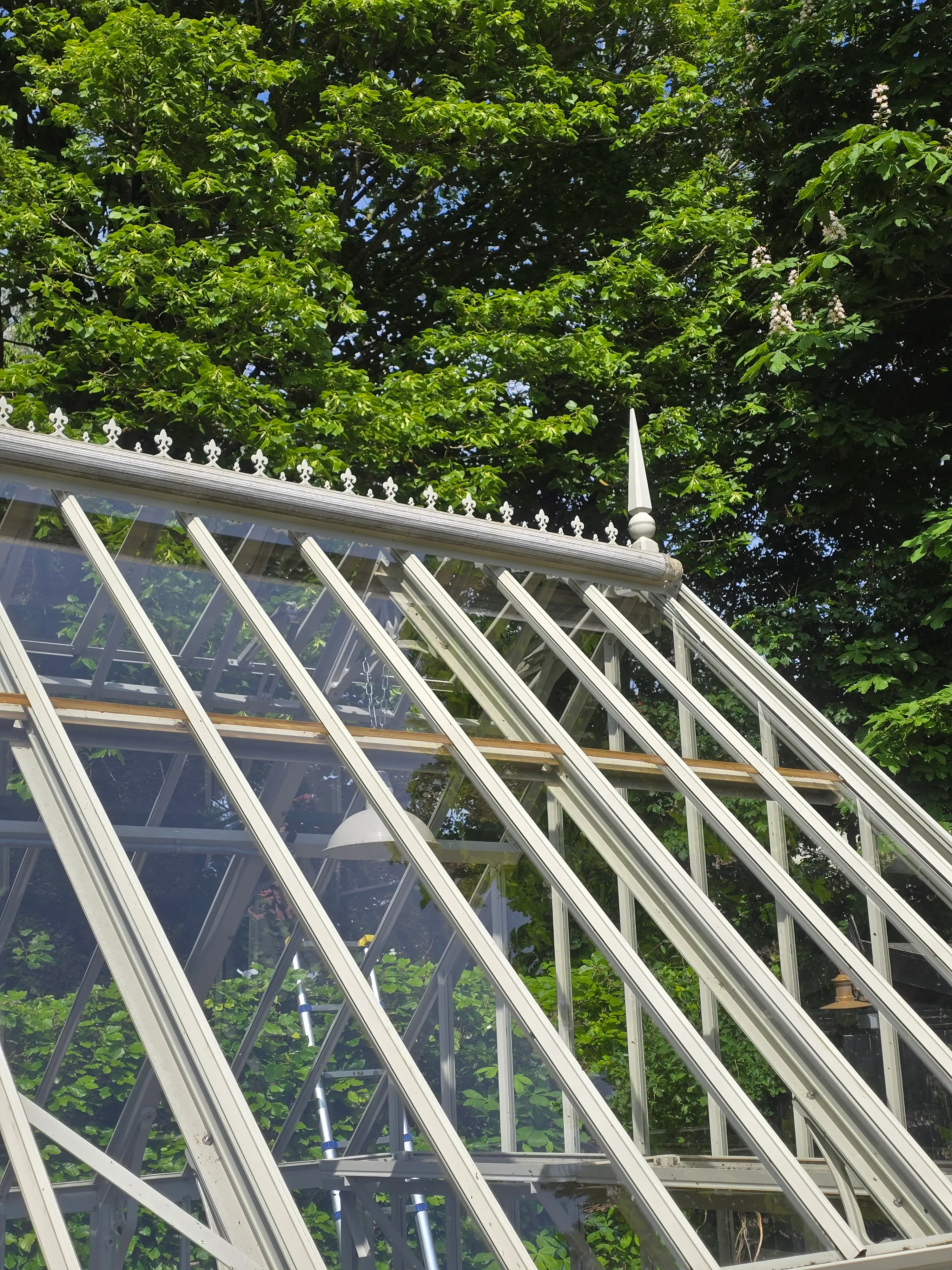 The same conservatory roof after cleaning. The glass is clear and the trees overhead show through it.