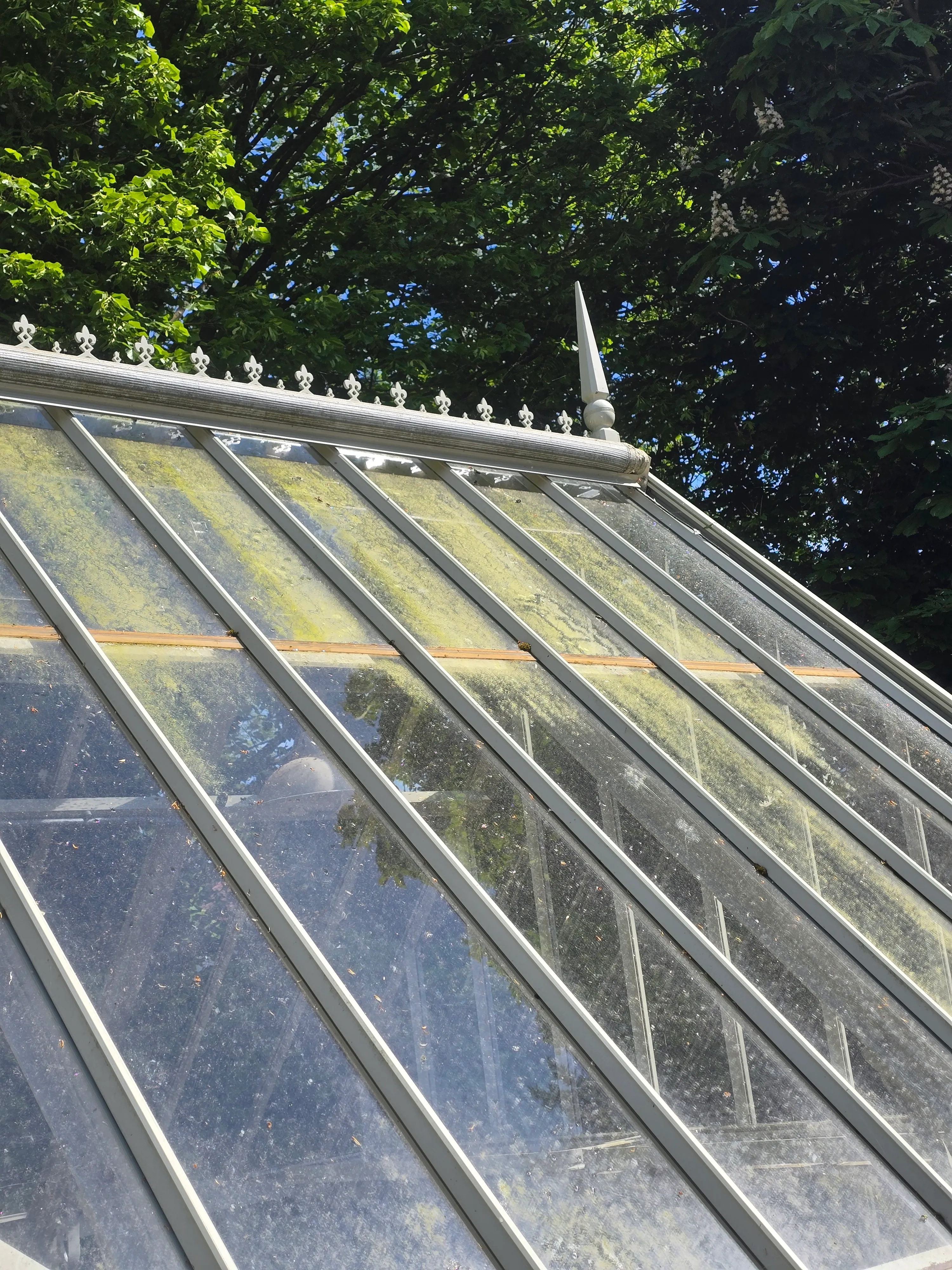 A conservatory roof before cleaning, with green algae, grime and debris covering the glass panels.